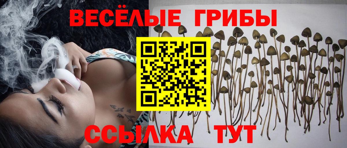 Галлюциногенные грибы Cubensis Верхняя Пышма